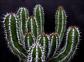 Euphorbia hottentota