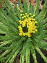 Euphorbia superba