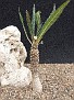 Dorstenia lancifolia