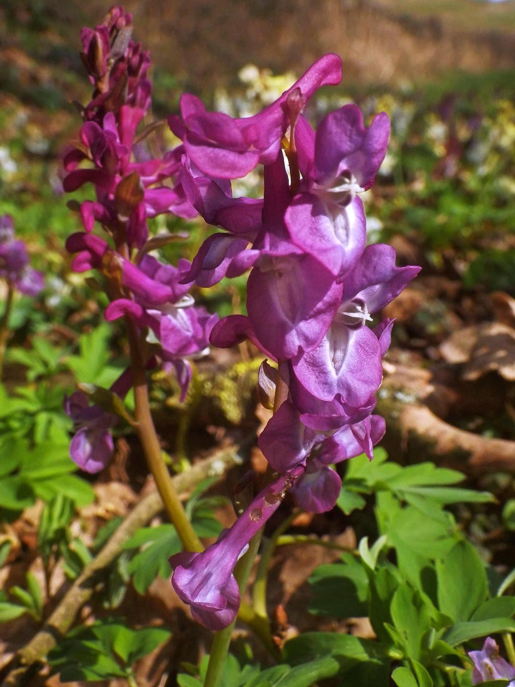 Frühling