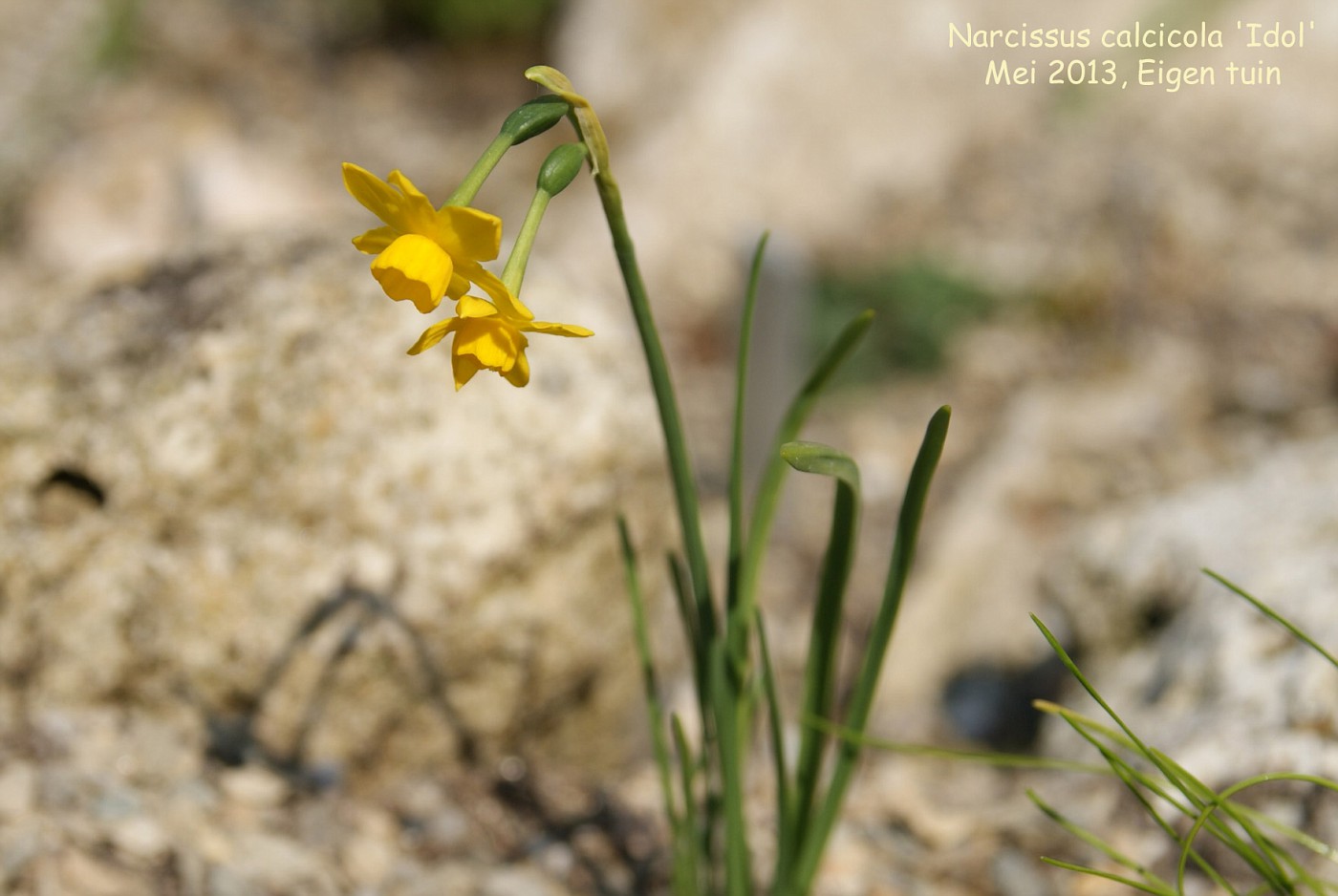 Narcissus calcicola 'Idol'