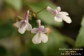 Streptocarpus caulescens ssp. pallens