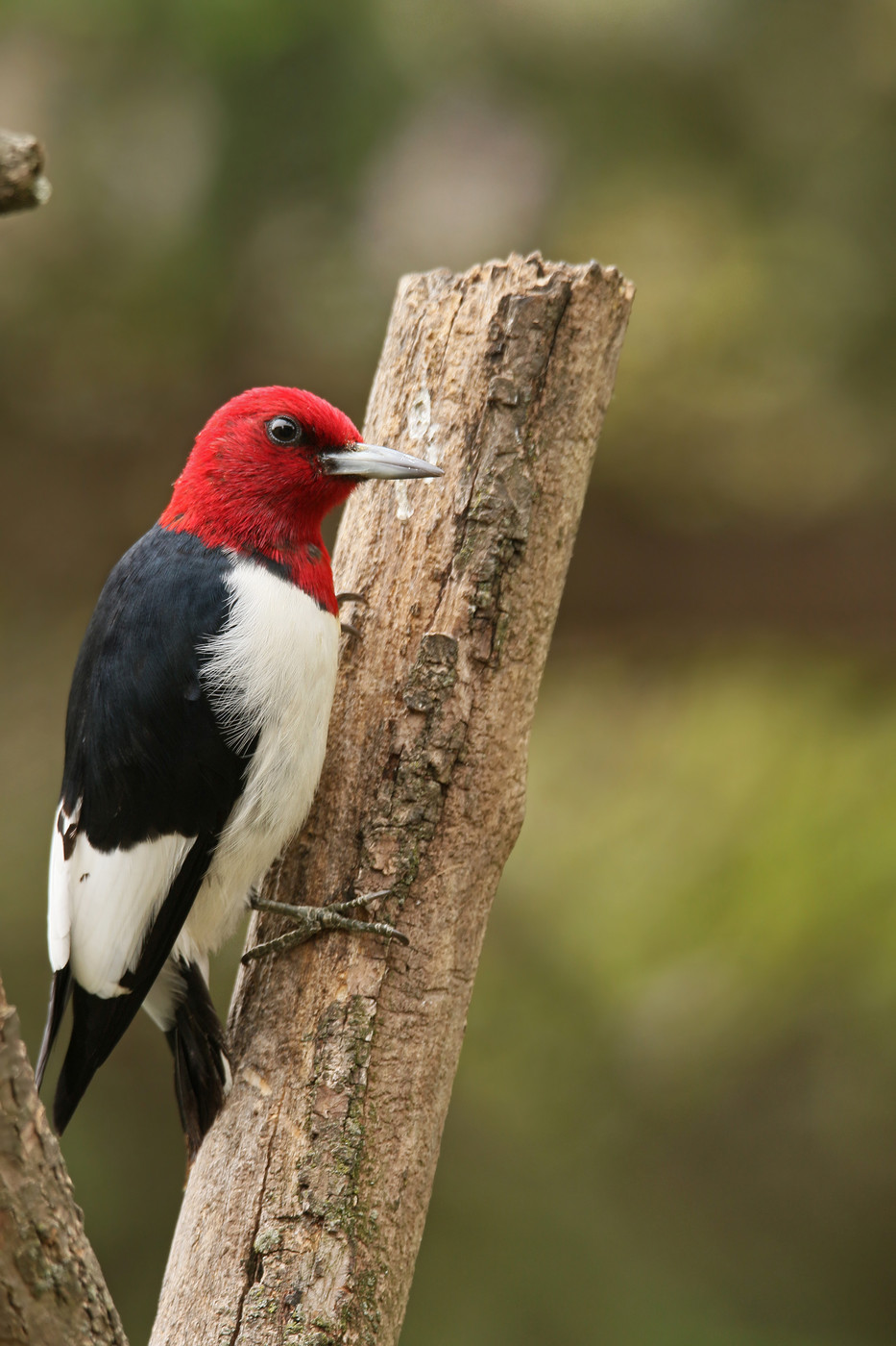 woodpecker - red-headed