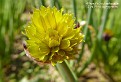 Allium fedtschenkoanum
