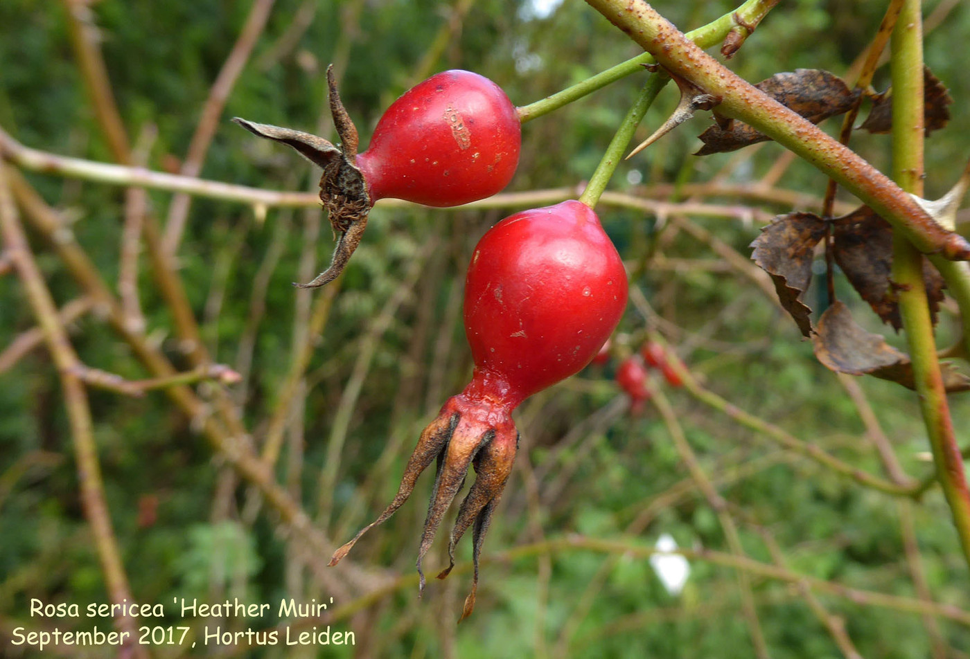 Rosa sericea 'Heather Muir' (fruit)