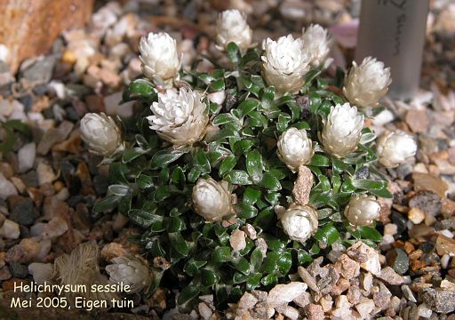 Helichrysum sessile