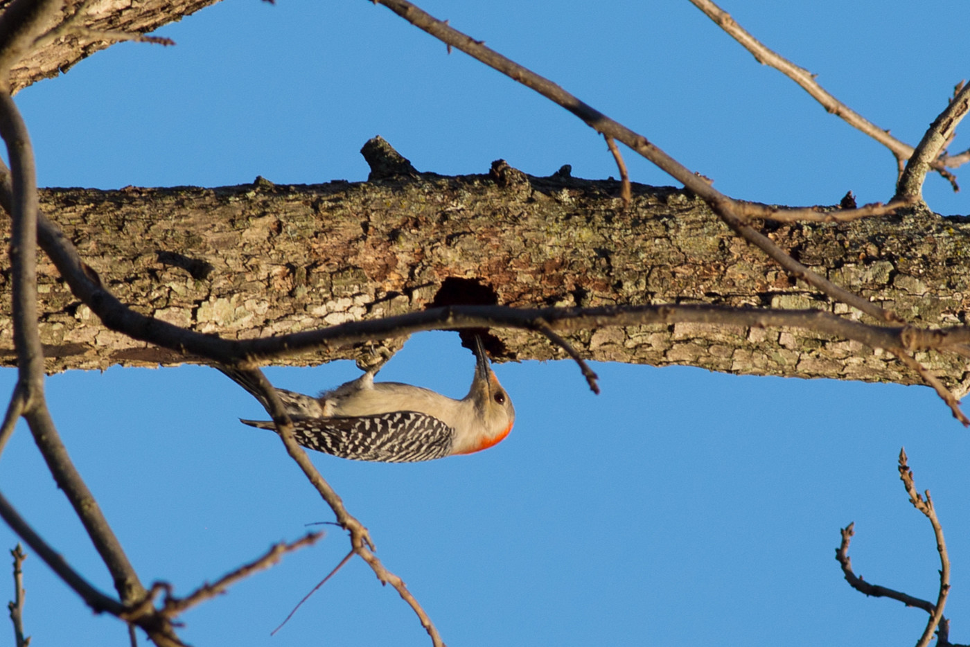 Photo IMG_3612.jpg 2017 Backyard Birds Houston album Tgs498