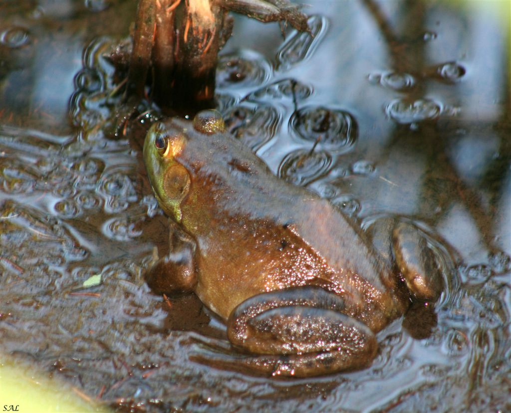 neotenia amphibian uugpwblblblkvsvxa