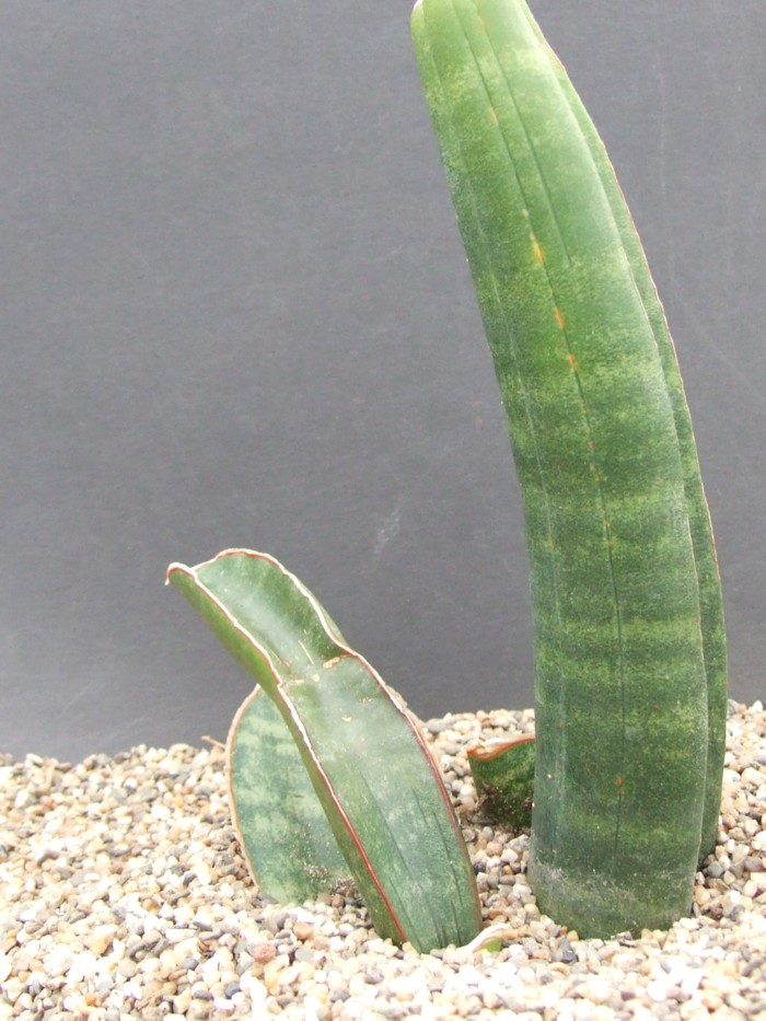 サンスベリア Sansevieria Sinus-simiorum B Sansevieria Sinus-Simiorum | organically grown succulent
