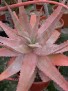 Aloe chabaudii