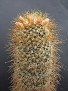 Mammillaria rekoi v. leptacantha

