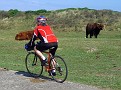 Bisons at the cycle track