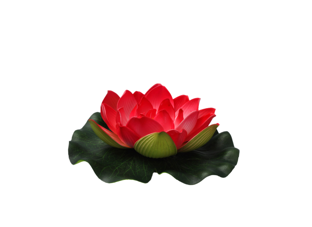 Download Png Photos Flower | PNG & GIF BASE