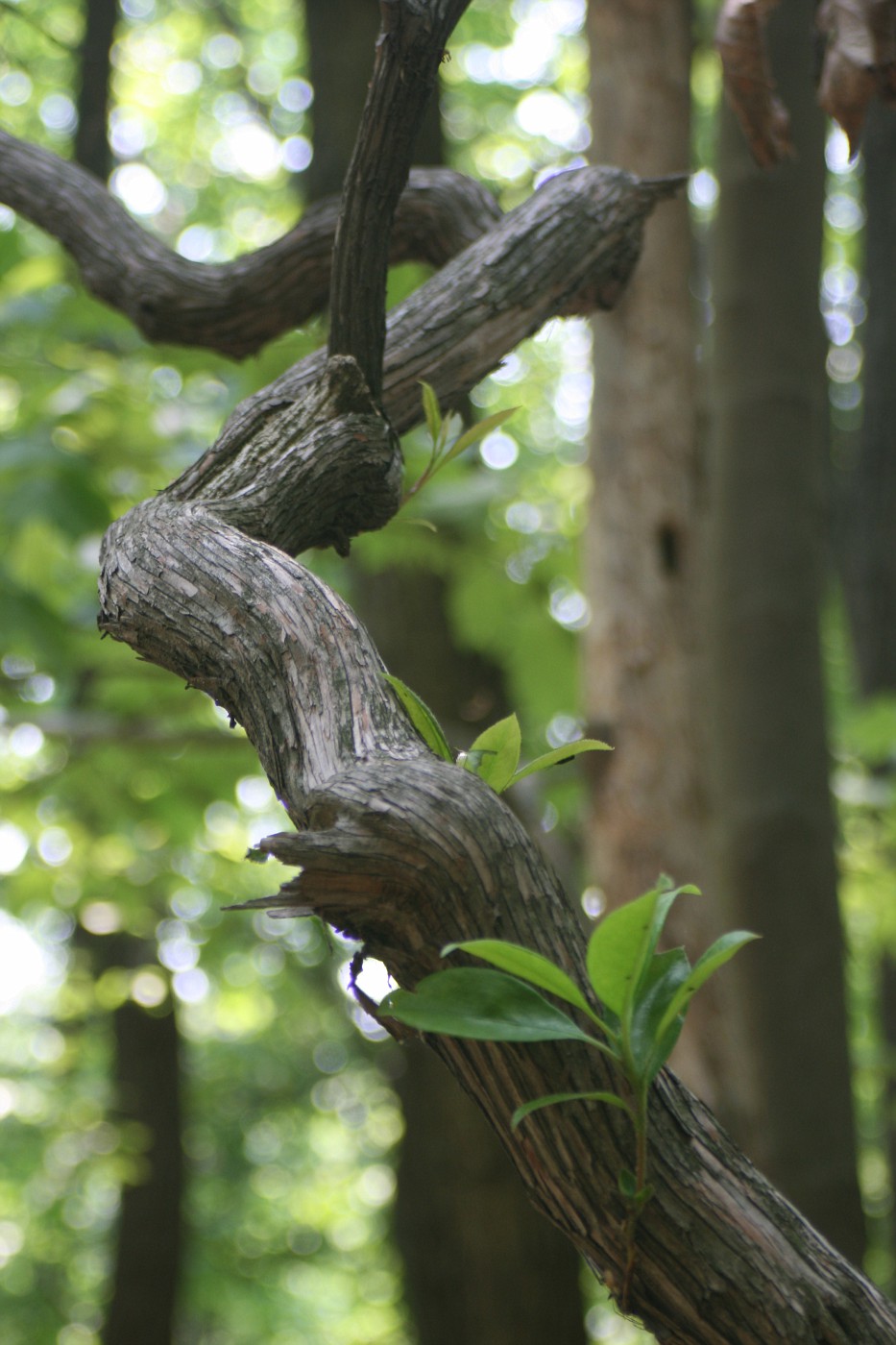 concentrador philips