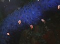 Amphipods on tunicate