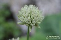 Allium darwasicum