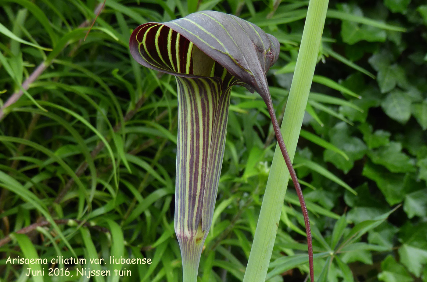 Аризема Амурская (Arisaema amurensis