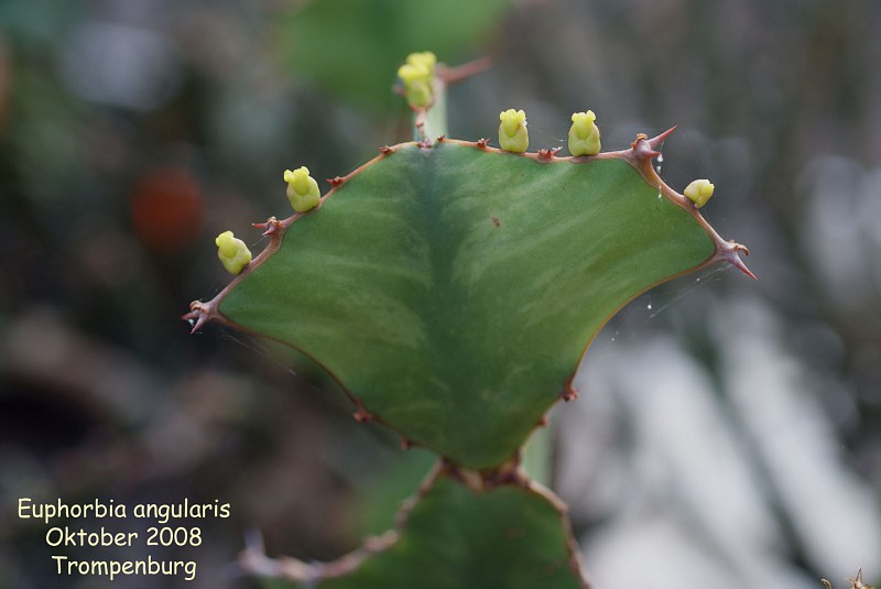 Euphorbia angularis