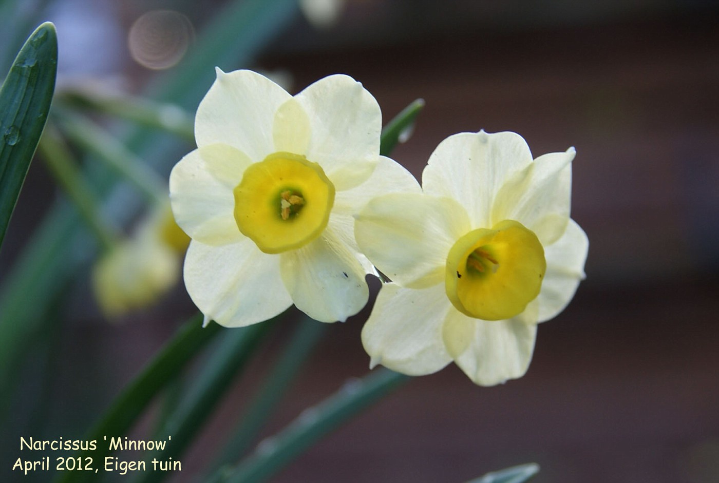 Narcissus Arkle