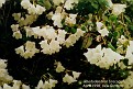 Rhododendron 'Brocade'