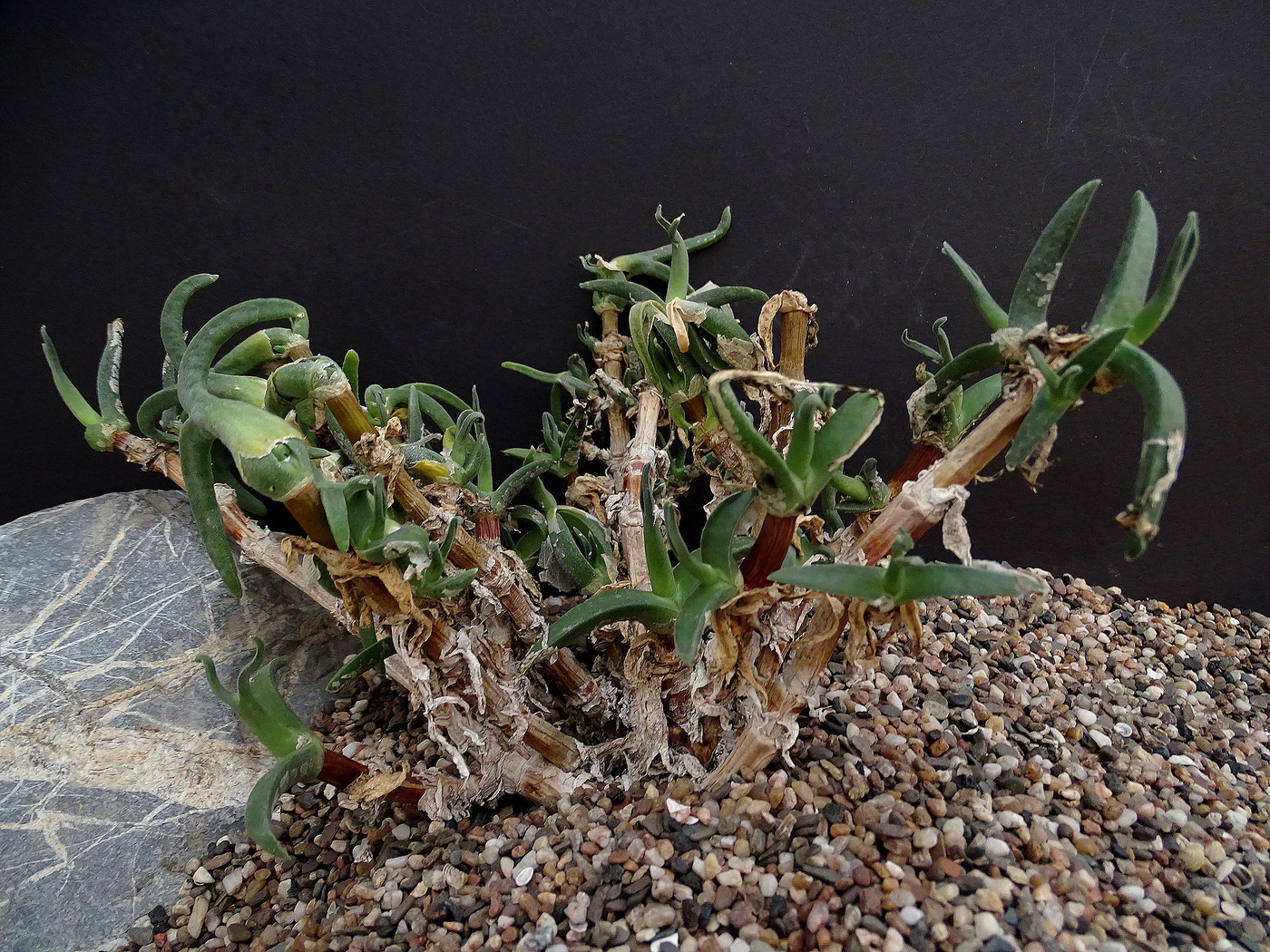 Mitrophyllum clivorum