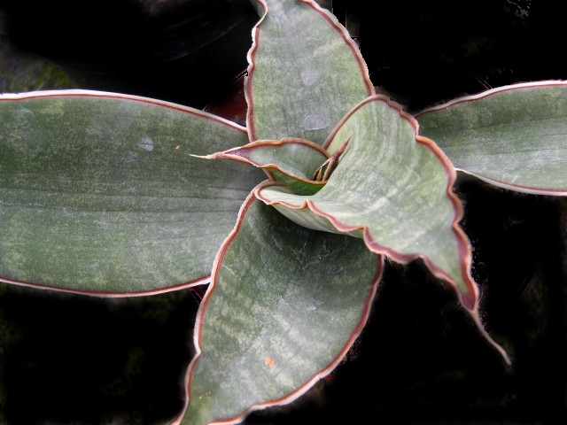 Sansevieria humiflora R1881 CG059.1