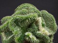 Euphorbia suzzanae crest