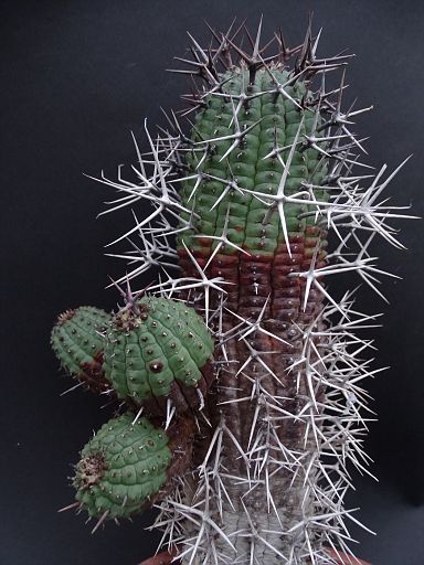 Euphorbia stellaspina