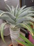 Aloe pillansii