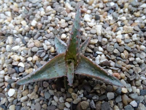 Aloe castilloniae Hybrid 'Leo Gonzales'