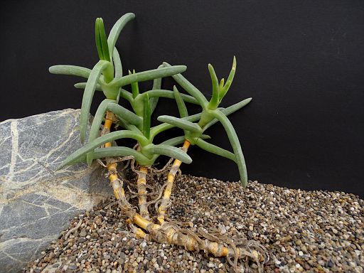 Cephalophyllus spongiosum