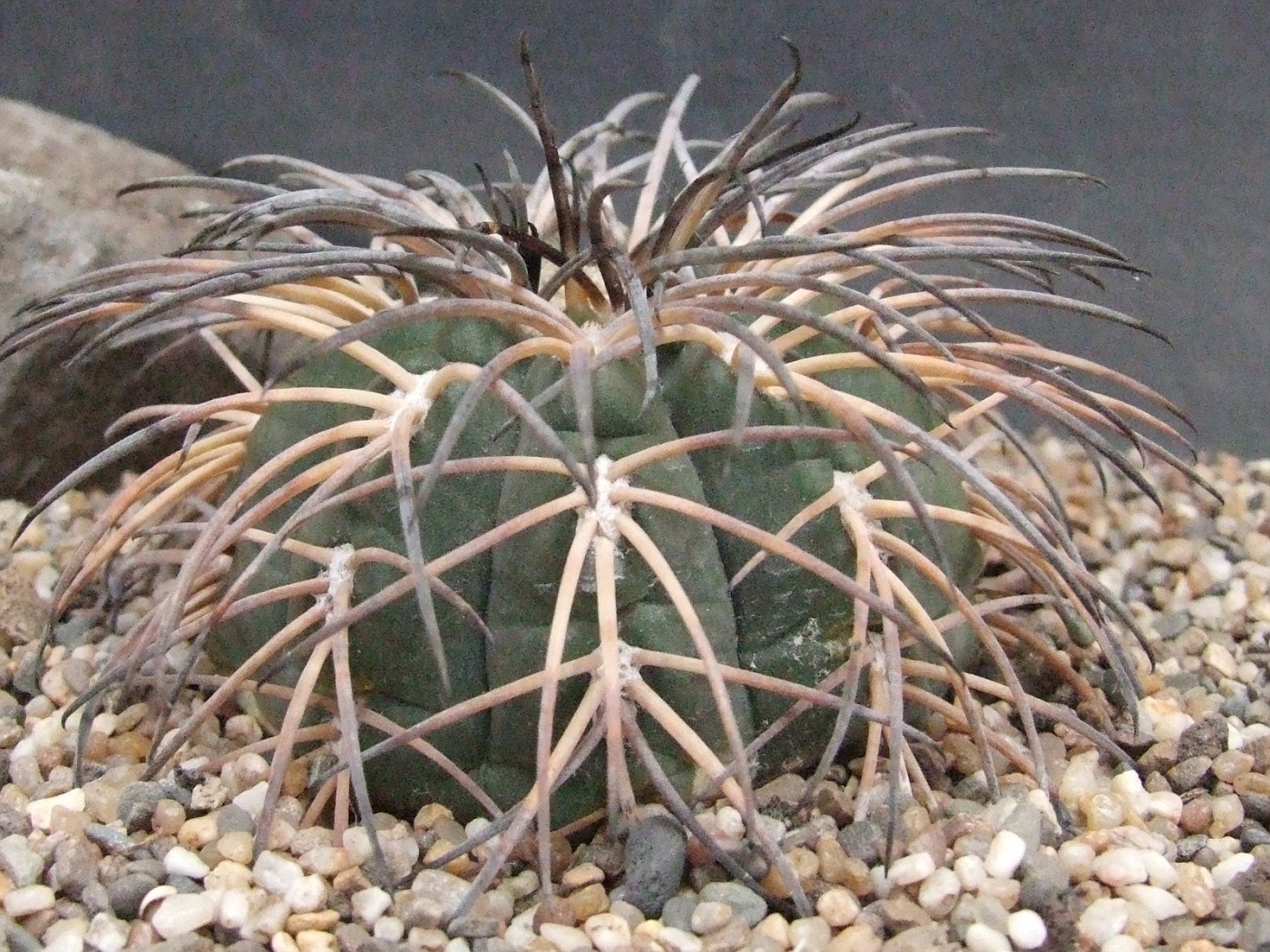 Gymnocalycium spegazzinii v.