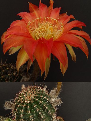 Details about   Echinopsis Lobivia Cactus Hybrid KN0 