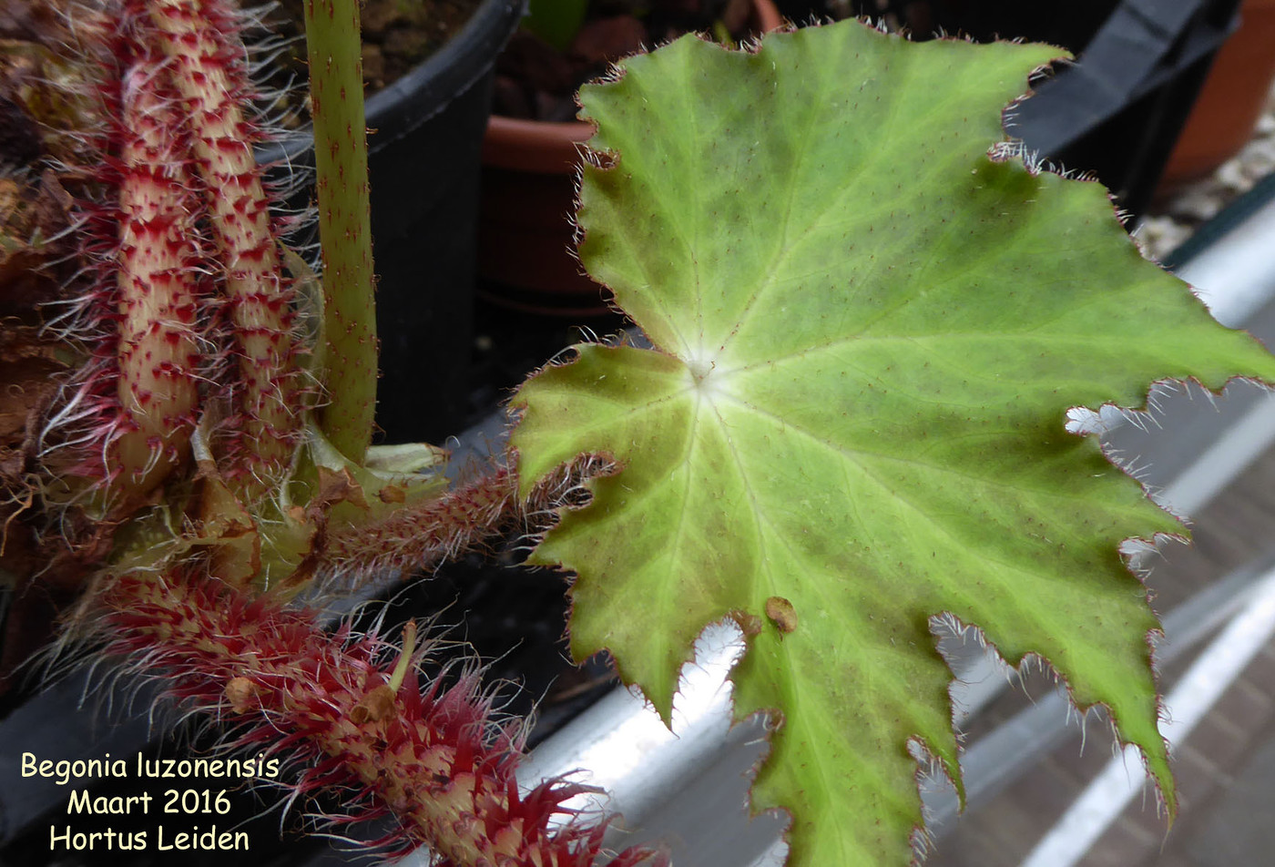 Photo: Begonia luzonensis | Begonia album | Nora Goosen