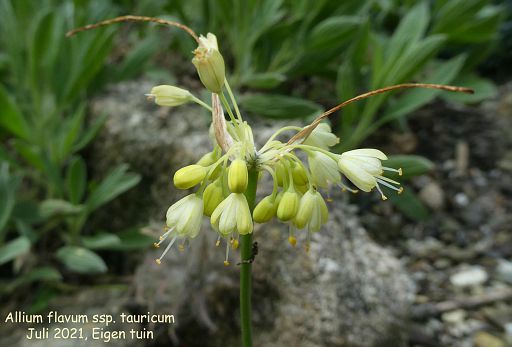 Allium flavum ssp. tauricum