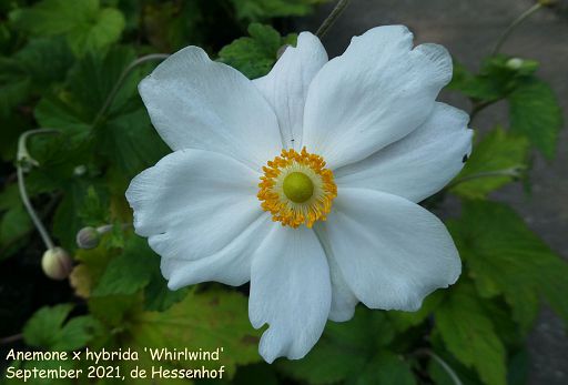 Anemone x hybrida 'Whirlwind'