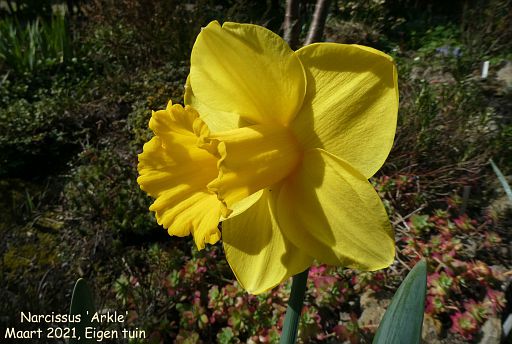 Narcissus Arkle