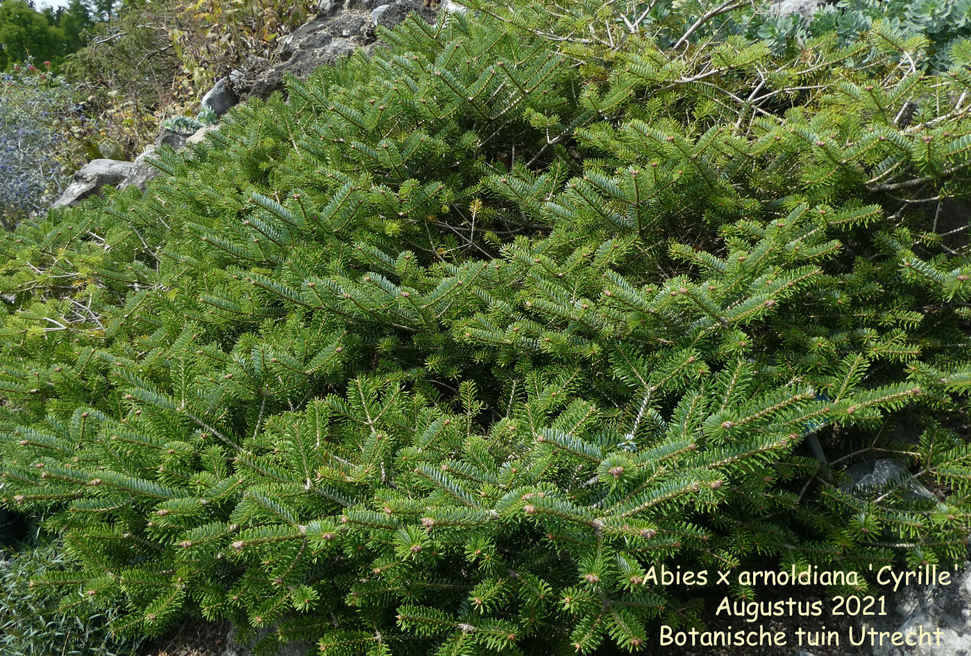 Abies x arnoldiana 'Cyrille'