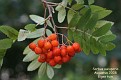 Sorbus aucuparia (fruit)