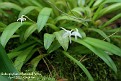 Bulbophyllum infundibuliforme