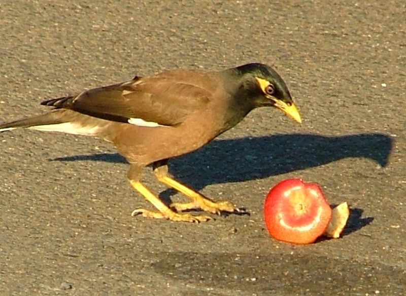 mynah eat food