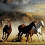 aAn Horses