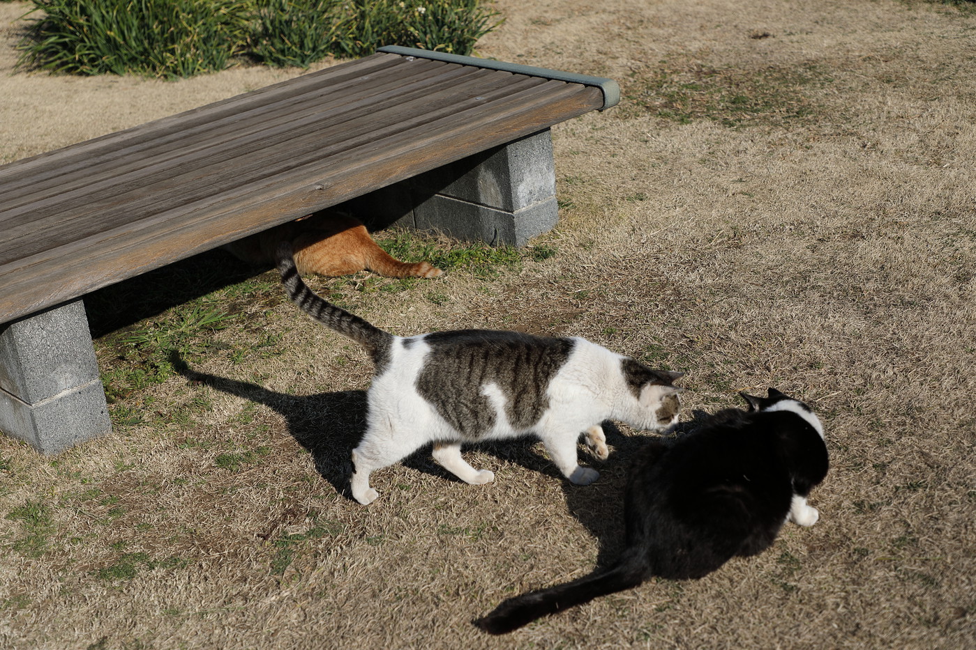 Photo: 220303 Cat Island Jogashima #088 | 2022.03.03 Kawazu-Sakura and ...