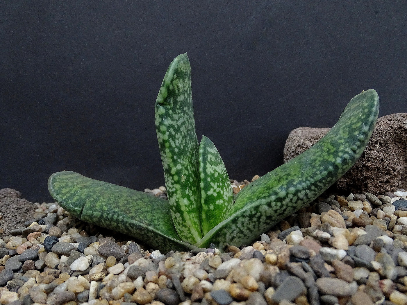 Photo: Gasteria brachyphylla 'Lemon Lime' Cal. | Gasteria brachyphylla ...