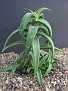 Aloloba 'tyson' as Astroloba deltoidea X Grass Aloe