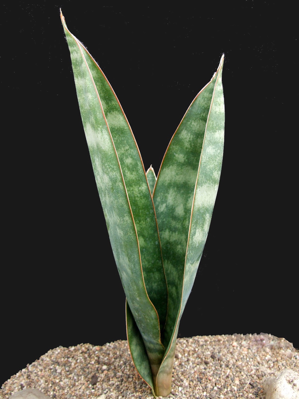 Sansevieria hyacinthoides CG188.1