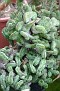 Euphorbia enopla crest