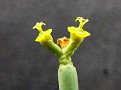 Euphorbia tiranguelii