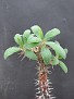Euphorbia duranii
