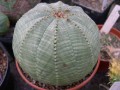 Euphorbia symmetrica